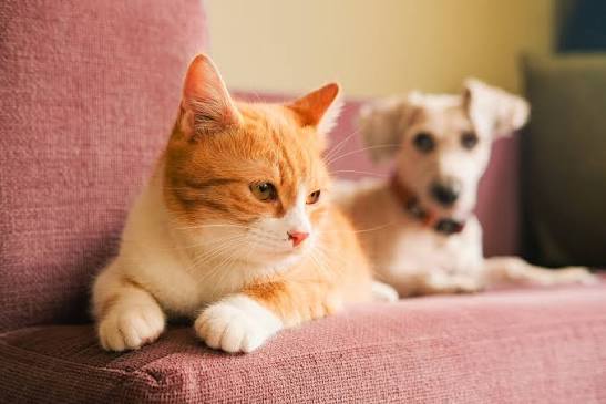 Pet Cremation Sydney